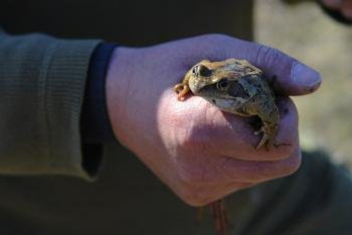 Ilustračný obrázok k článku Žaby začali tiahnuť do mokrín. Ochranári začali stavať zátarasy