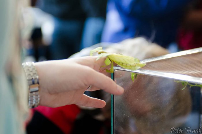 Ilustračný obrázok k článku OBRAZOM: Priaznivci teraristiky sa opäť stretli v Nitre