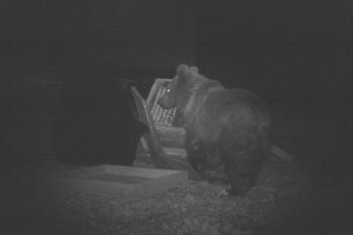 Ilustračný obrázok k článku Bacha na prechádzky v okolí Jelšavy! V blízkosti mesta sa pohybuje medveď