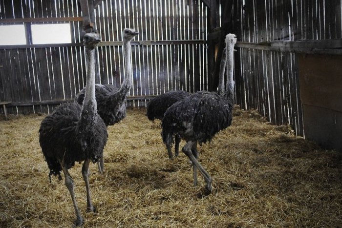 Ilustračný obrázok k článku Exotika pod Tatrami: Na družstve sa rozhodli chovať pštrosy