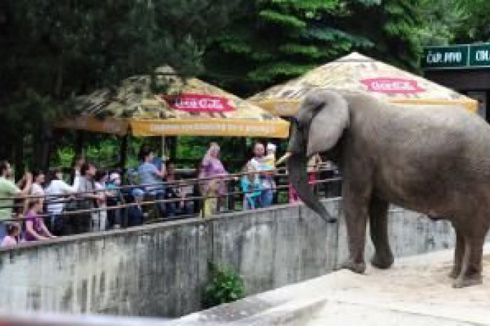 Ilustračný obrázok k článku Pozrite sa s nami do ZOO v Bojniciach!