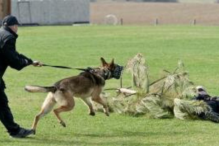 Ilustračný obrázok k článku Policajný výcvik na Lešti: Psovodi cvičia vyhľadávanie zavalených ľudí