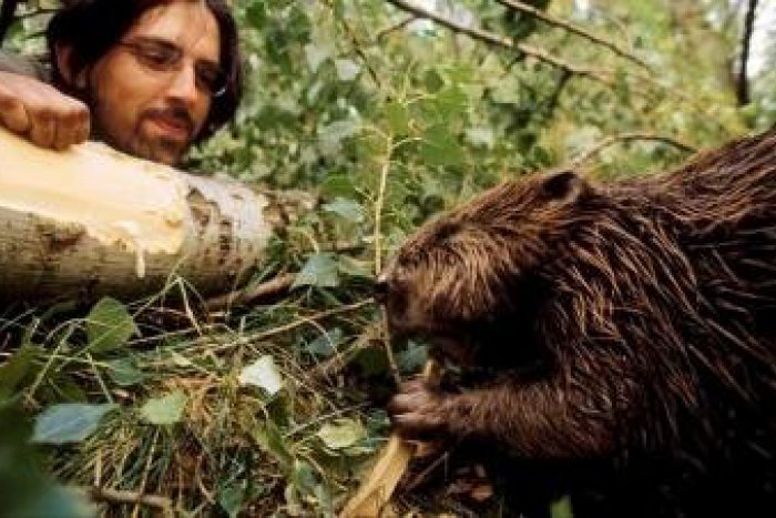 Ilustračný obrázok k článku Merajú až 135 cm a vážia aj 30 kíl: Našim najväčším hlodavcom sa pod Tatrami darí