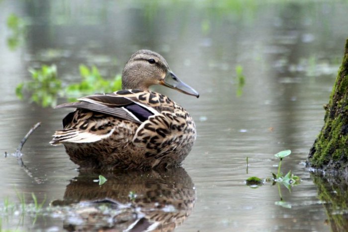 Ilustračný obrázok k článku Mesto predáva tajchy: Padne vyše 80 stromov