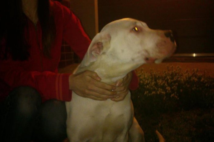 Ilustračný obrázok k článku Hľadá sa majiteľ tohto psa: Súrne!