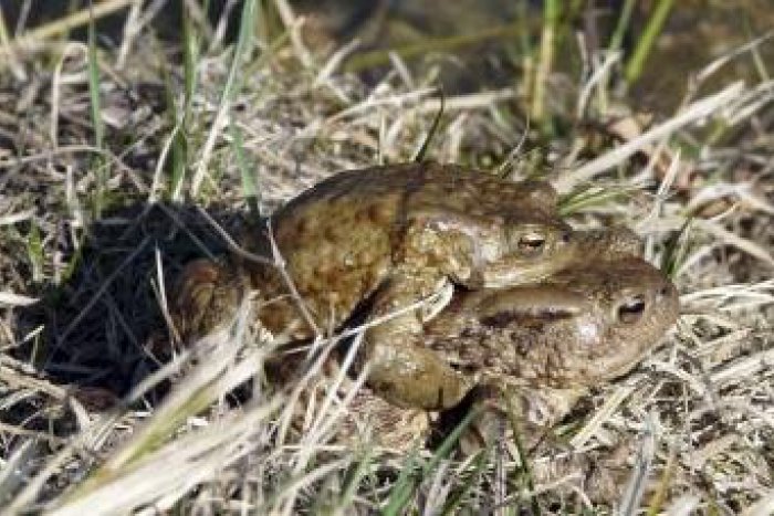 Ilustračný obrázok k článku Mimoriadny pokles migrujúcich žiab: Kde ich vlani našli 1000, teraz len 50!