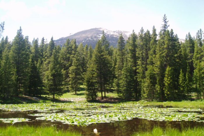 Ilustračný obrázok k článku Sviatok všetkých, čo majú radi les: Deň Stromu ponúka cez víkend bohatý program