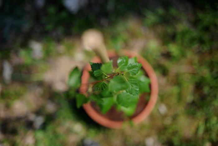 Ilustračný obrázok k článku Breza z Osvienčimu rastie na Stanici Záriečie: Žilinčan ju priviezol z Nemecka