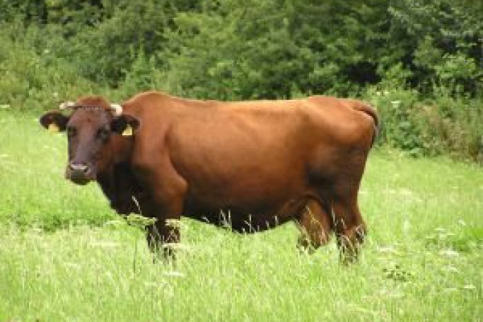 Ilustračný obrázok k článku Sedemročného chlapca našli mŕtveho na lúke. Asi ho zabil býk