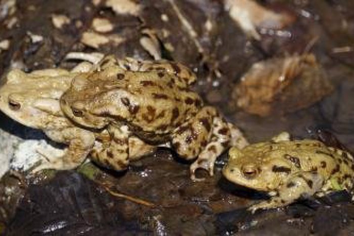 Ilustračný obrázok k článku Migrácia žiab je v plnom prúde, zaplavili najmä okolie Môťovskej priehrady