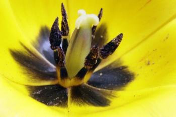 Ilustračný obrázok k článku Nepríjemné chvíle pre alergikov sú už tu: Vo vzduchu lieta peľ všemožných drevín