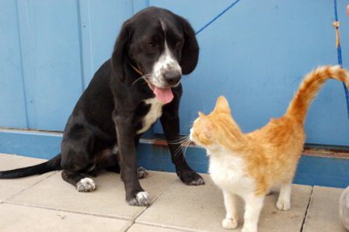 Ilustračný obrázok k článku Tieto psíky hľadajú domov. Pomôžete im ho nájsť?