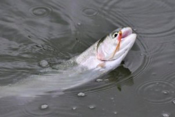 Ilustračný obrázok k článku Muži pytliačili na Zemplínskej Šírave: Ulovili 14 zubáčov, hrozí im až 10 rokov!