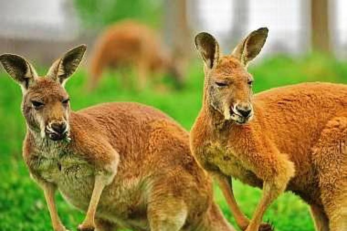 Ilustračný obrázok k článku V Mikuláši by malo pribudnúť 40 nových pracovných miest: Spracovávať budú klokanie kože