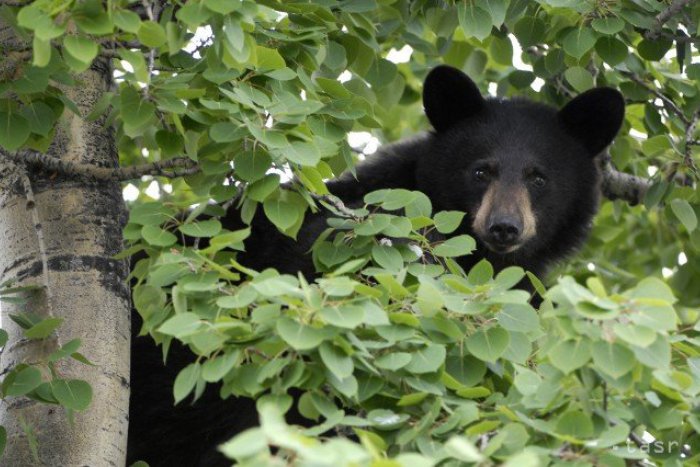 Ilustračný obrázok k článku V Tatrách napadol medveď muža. Spôsobil mu mnohopočetné poranenia