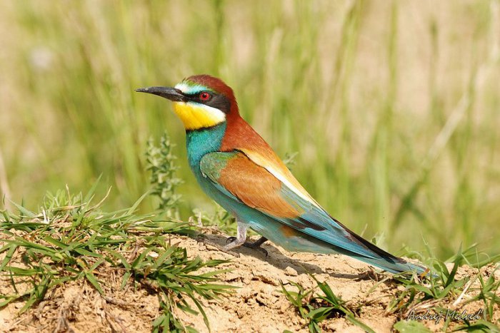 Ilustračný obrázok k článku Ochrancovia upravili svah: Hniezdiť tu bude Včelárik zlatý