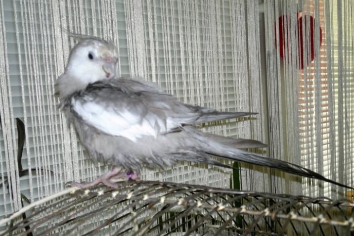 Ilustračný obrázok k článku V stredu sa stratil Pipo. Mohol by byť niekde na Juhu