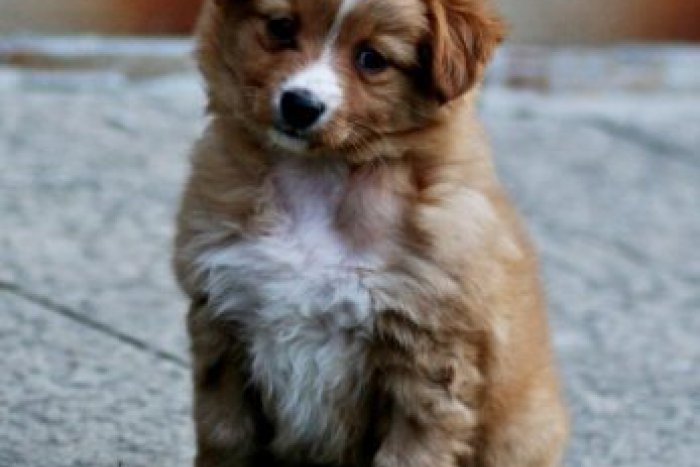 Ilustračný obrázok k článku Psia modelka: Baxi sa uchádza o titul Pes roka