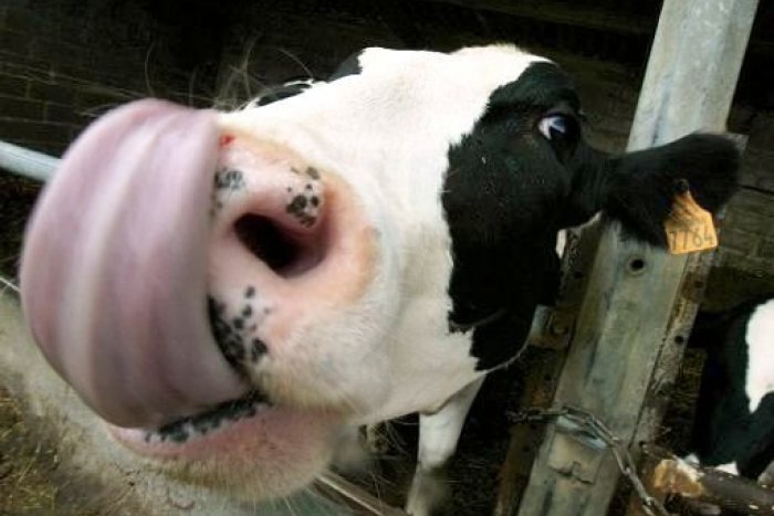 Ilustračný obrázok k článku Brusel škrtí peniaze: Družstvo v Smrečanoch očakáva horšie časy