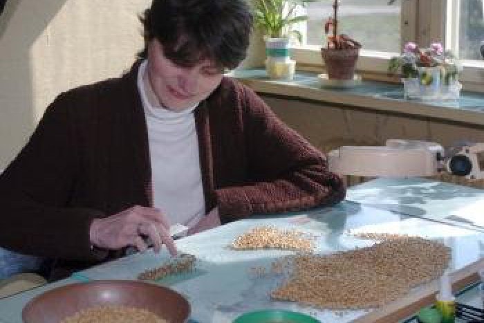 Ilustračný obrázok k článku Neveselý rok Osiva Zvolen: Najväčší výrobca osív so stratou 1,60 milióna eur