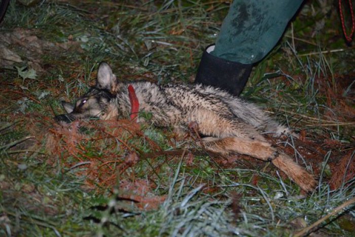 Ilustračný obrázok k článku Krutosť, z ktorej mrazí: Psovi na dvore domu podrezali krk!