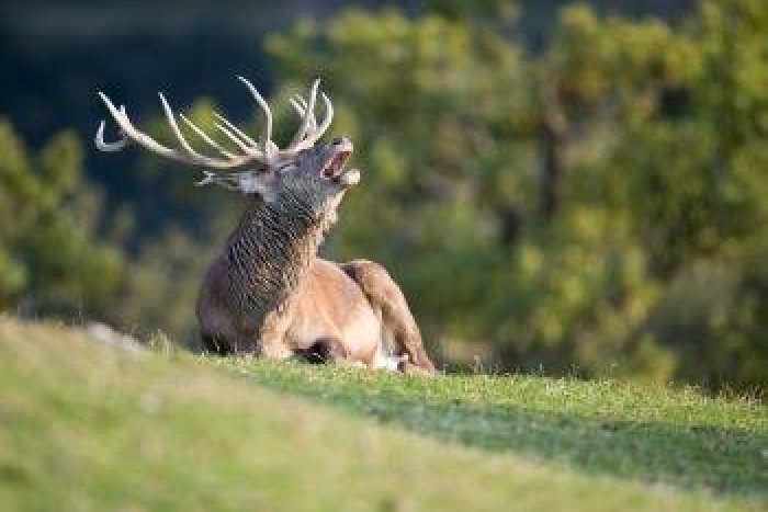 Ilustračný obrázok k článku Spoznajte našich paroháčov: V Bystrici otvorili zaujímavú výstavu...