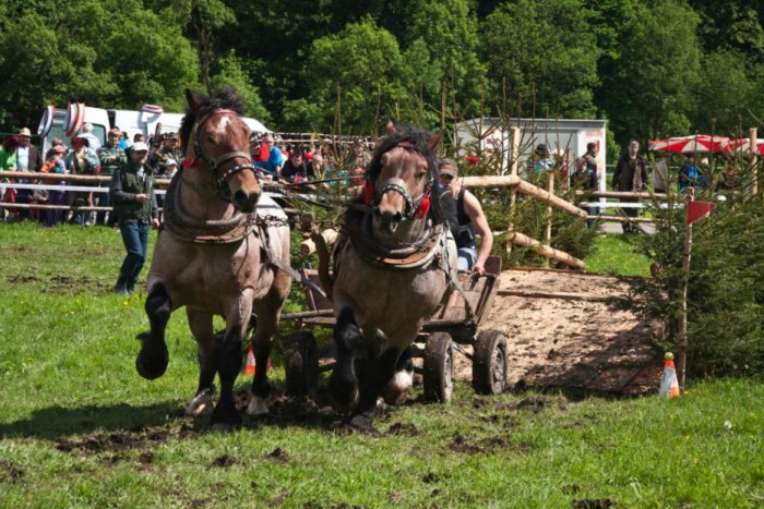 Ilustračný obrázok k článku OBRAZOM: Furmani si zmerali svoje sily v Dobšinej