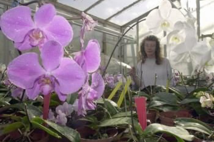 Ilustračný obrázok k článku Súťaž školákov: Svoje vedomosti si zmerajú v botanickej záhrade