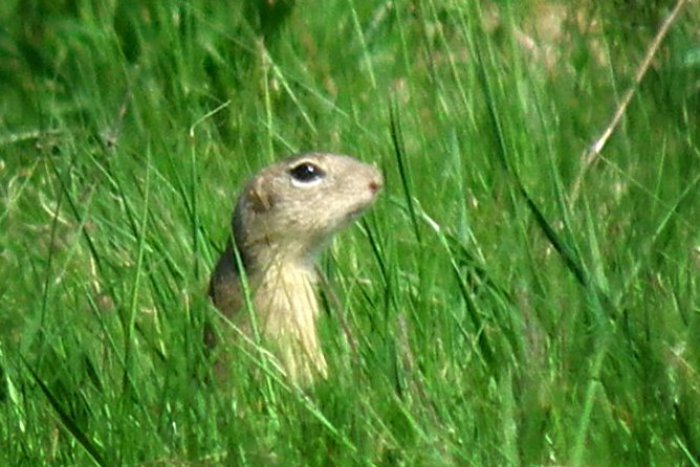 Ilustračný obrázok k článku Dobré správy: Sysľom sa v Slovenskom krase darí, rozširujú sa na nové plochy