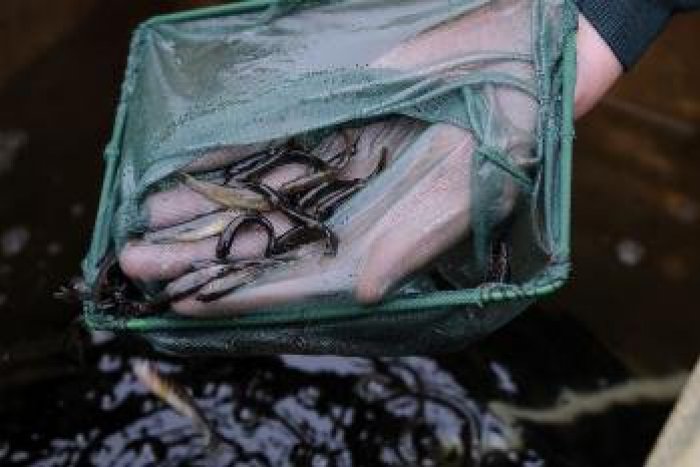 Ilustračný obrázok k článku V tatranských potokoch pribúdajú mladé ryby. Lesníci vypustia do vody až 70 tisíc pstruhov