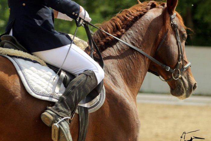 Ilustračný obrázok k článku Krása a elegancia snúbená v jedno: Drezúrne preteky SOŠ Šaľa