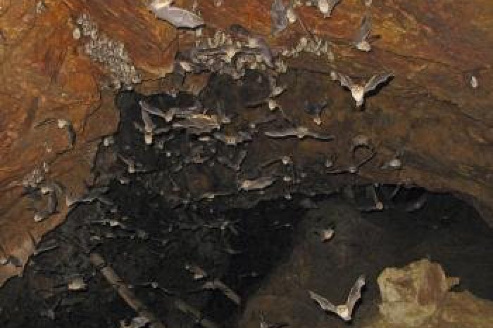 Ilustračný obrázok k článku Prírodovedci prepíšu štatistiky o počte netopierov. Objavujú stále nové kolónie