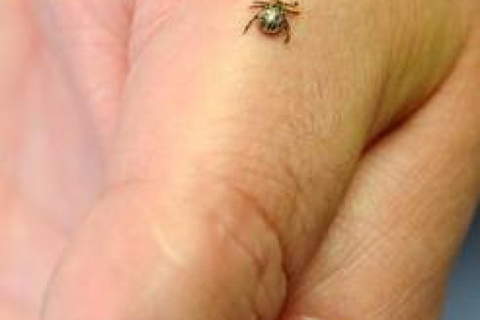 Ilustračný obrázok k článku Sezóna kliešťov sa začala: Zvýšte opatrnosť pri pobyte v prírode