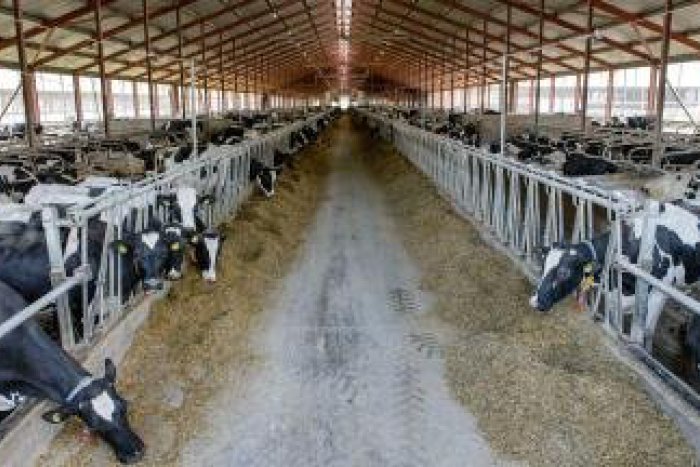 Ilustračný obrázok k článku Podiel predaja domácich mliečnych výrobkov stúpol: Stále je však pod 50 %