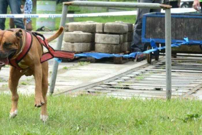Ilustračný obrázok k článku Weight Pulling Haniska 2013 spoznalo víťaza. Prvenstvo obhájil vlaňajší víťaz!