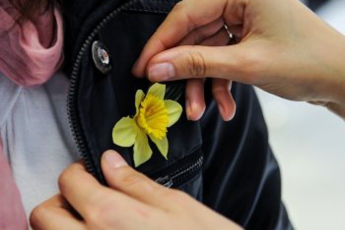 Ilustračný obrázok k článku Deň narcisov sa zneužíva: Chcelo by to zmenu zákona o zbierkach