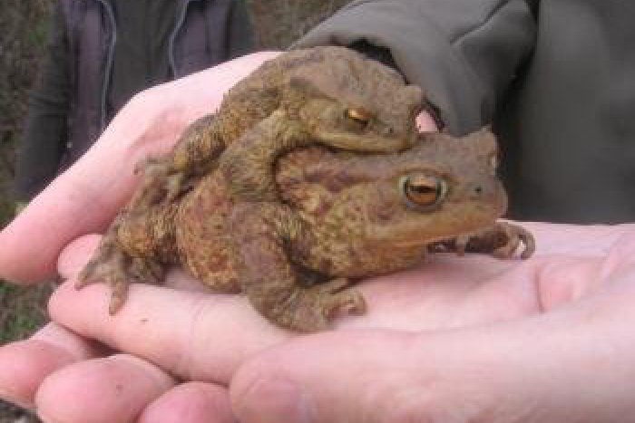 Ilustračný obrázok k článku V Banskej Bystrici sa hovorilo o slovensko-maďarskej spolupráci: Prioritou je ochrana prírody!