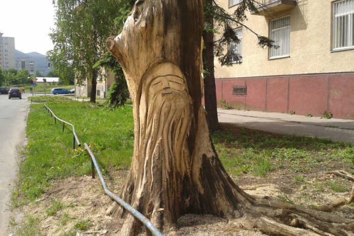 Ilustračný obrázok k článku OBRAZOM: V Humennom ožil ďalší kmeň starého stromu. Pozrite sa na to!