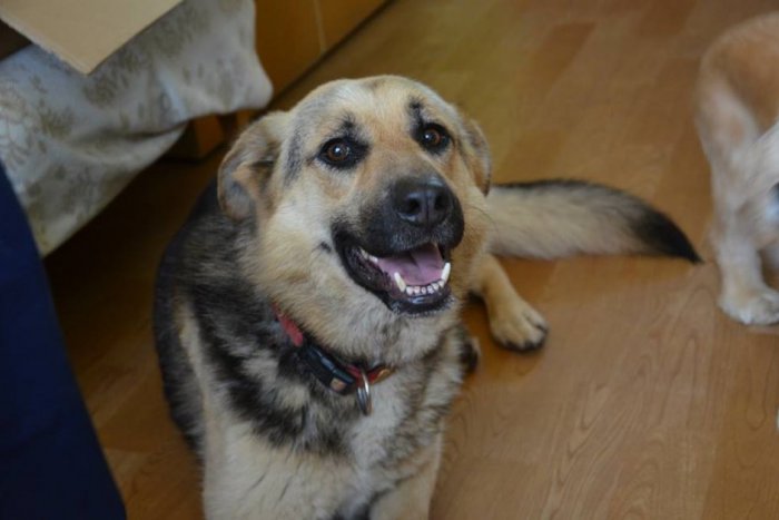 Ilustračný obrázok k článku Psíčkari pod Dubňom: V meste je vyše 4500 psov, aké plemená sú najobľúbenejšie?