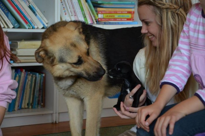 Ilustračný obrázok k článku Psíčkari v Moravciach? V meste je vyše 1000 psov, aké plemená sú najobľúbenejšie?