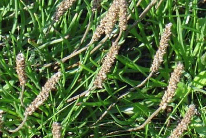 Ilustračný obrázok k článku Prímorské rastliny pod Tatrami? Nájdete ich aj medzi Gánovcami a Hôrkou