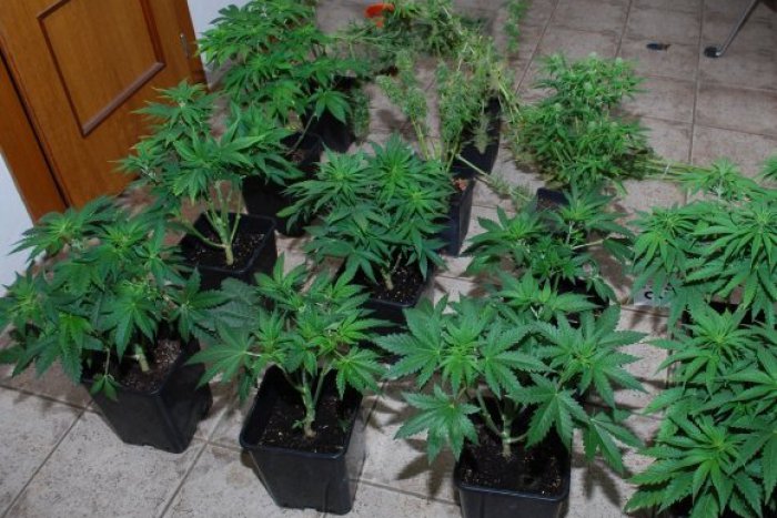 Ilustračný obrázok k článku Mladík (25) má na krku nepríjemné obvinenie: Z Česka dovážal marišku!