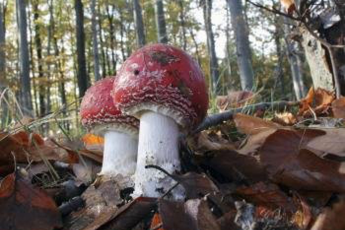 Ilustračný obrázok k článku Hubárska sezóna sa začala: Pozor na jedovaté druhy!