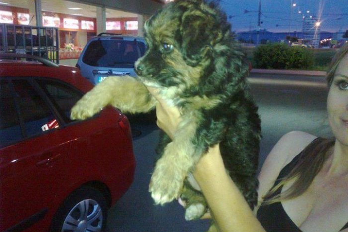 Ilustračný obrázok k článku Rozkošné šteniatko s prázdnym žalúdkom: Podarí sa mu nájsť šťastný domov?