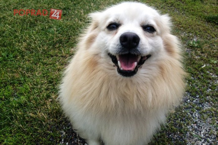 Ilustračný obrázok k článku Trpia aj zvieratá! Účinné rady, ako zmierniť trápenie našich miláčikov v horúčavách...