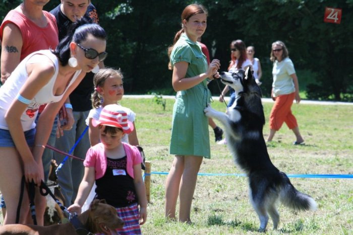 Ilustračný obrázok k článku Boj v súťaži krásy pokračuje: Žiar opäť hľadá naj chlpáča