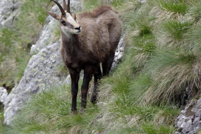 Ilustračný obrázok k článku Počasie komplikovalo spočítavanie kamzíkov. Zvieratá sa kryli pred teplom