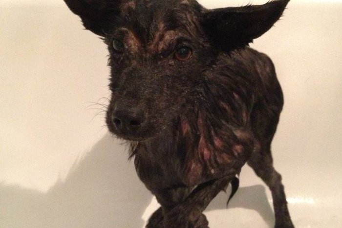 Ilustračný obrázok k článku ADOPTUJTE PSÍKA: Batmana týrali v rómskej osade, dnes už vrtí chvostom a rozdáva radosť