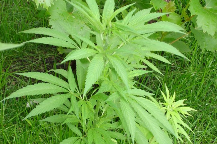 Ilustračný obrázok k článku Zaujímavá rastlina na námestí: Rástla v mestskom kvetináči marihuana?!