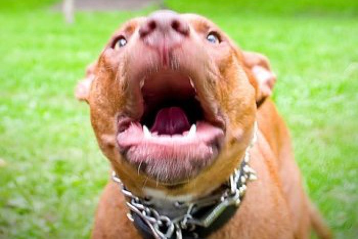 Ilustračný obrázok k článku Obyvatelia majú strach: Rómovia vyberajú kontajnery spolu s pitbulom!